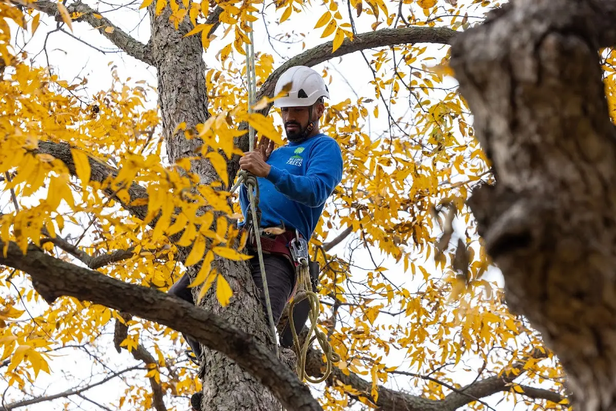 Skilled Tree Pruning crew working in Elmo