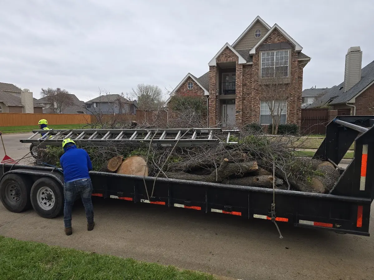 Expert Tree Removal with proper safety equipment in Elmo
